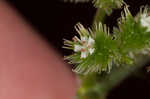 Largefruit blacksnakeroot